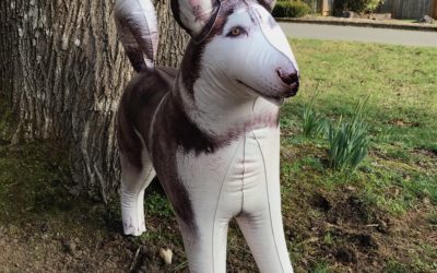 Introducing our New Husky Mascot!
